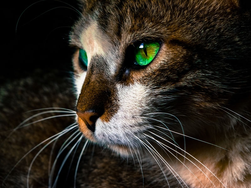 GATO, UM OLHAR CURIOSO