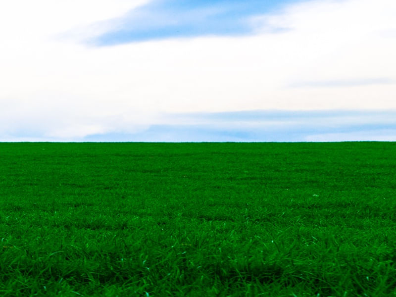 UMA INFINITUDE VERDE
