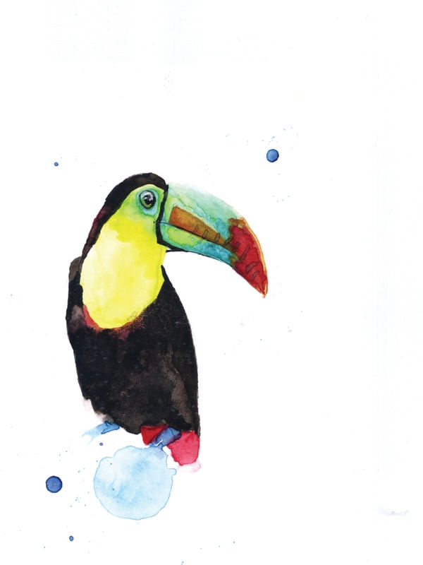 TUCANO BICO VERDE