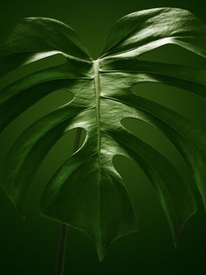 COSTELA DE ADÃO SOBRE VERDE MNMTE