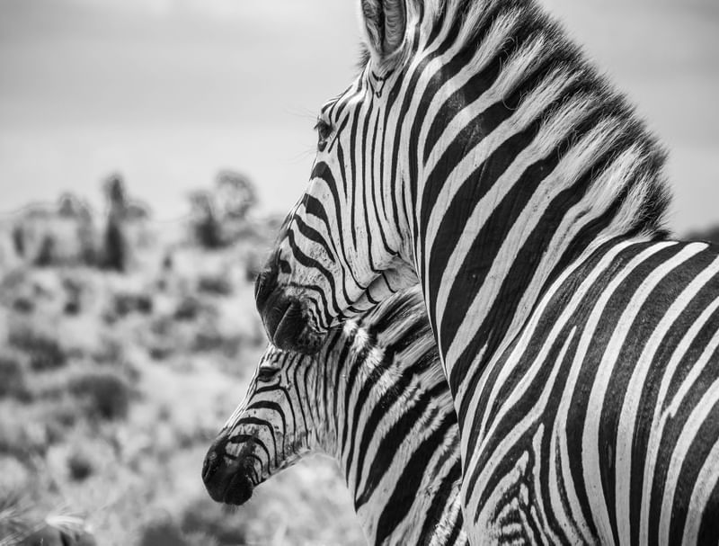 ZEBRAS NA ÁFRICA DO SUL