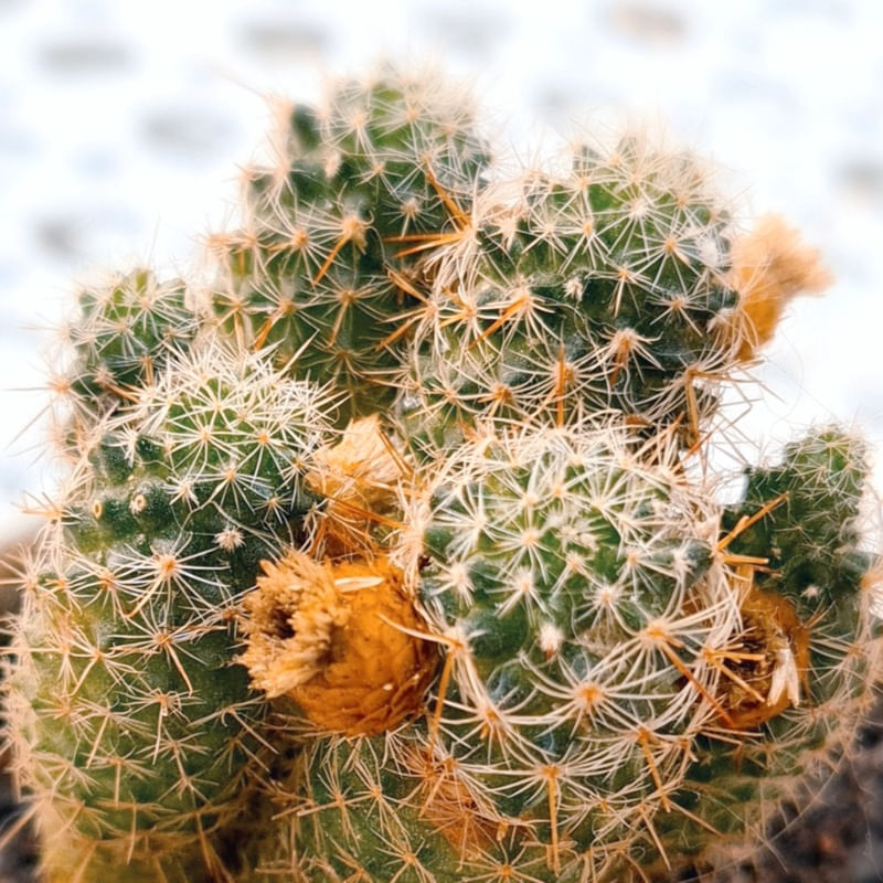 CACTOS B1