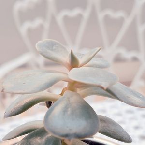 SUCULENTA B01