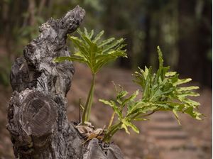 TRONCO E PLANTA
