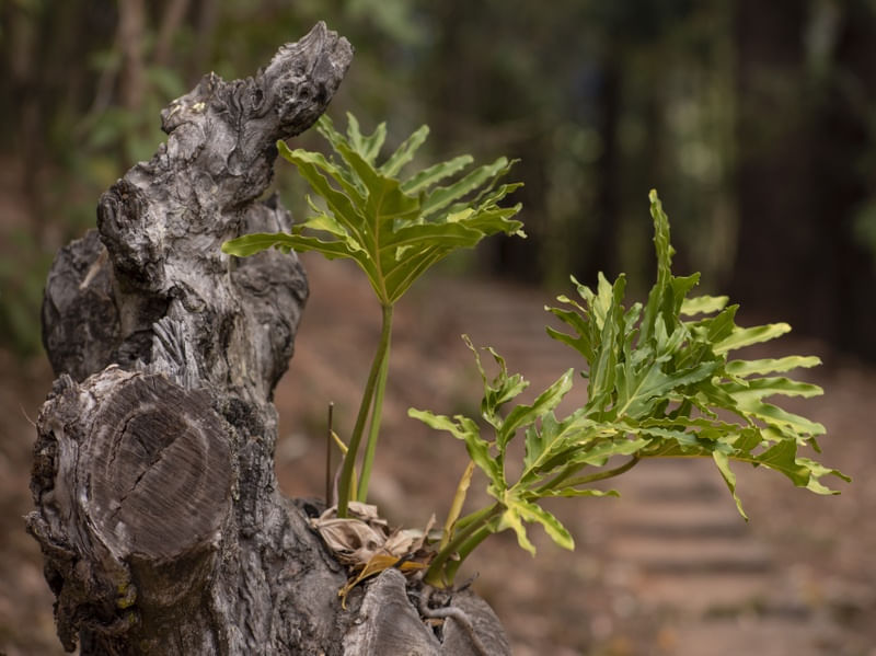 TRONCO E PLANTA