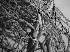INFLORESCÊNCIA ABSTRATA 02