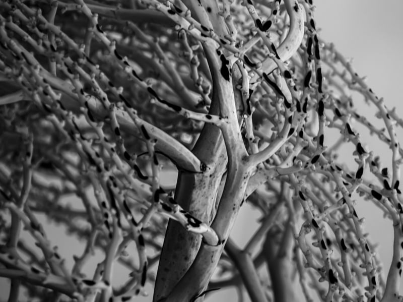 INFLORESCÊNCIA ABSTRATA 02