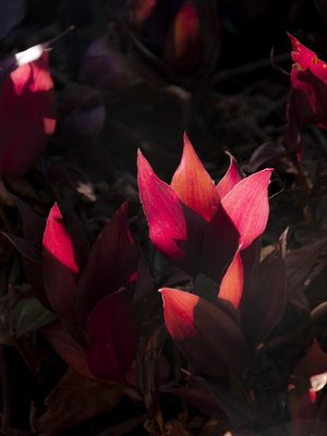 FOLHAGENS ILUMINADAS PELA LUZ