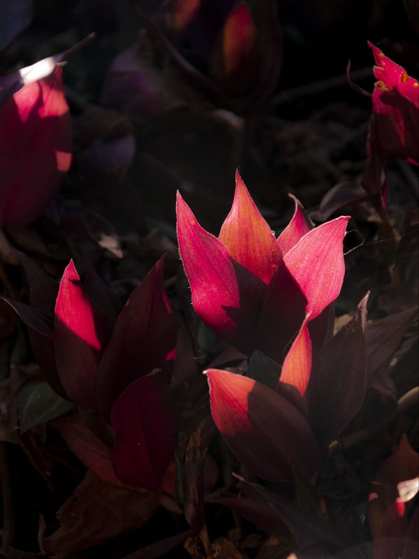 FOLHAGENS ILUMINADAS PELA LUZ