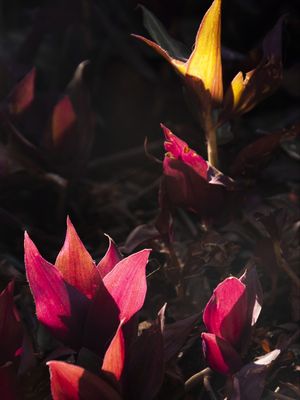 FOLHAGENS ILUMINADAS PELA LUZ II