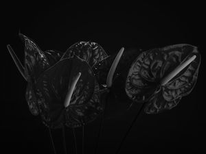 ANTÚRIOS NOIR