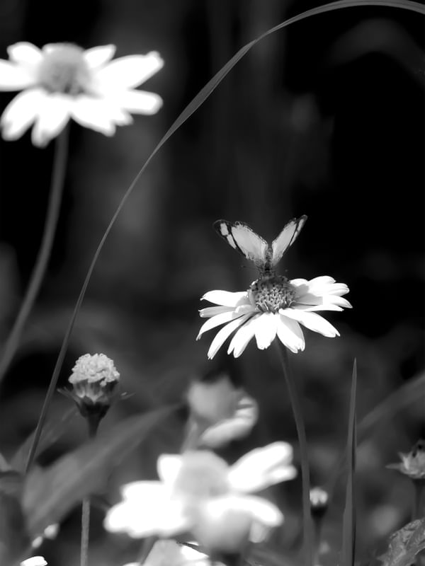 BORBOLETA NO B&W