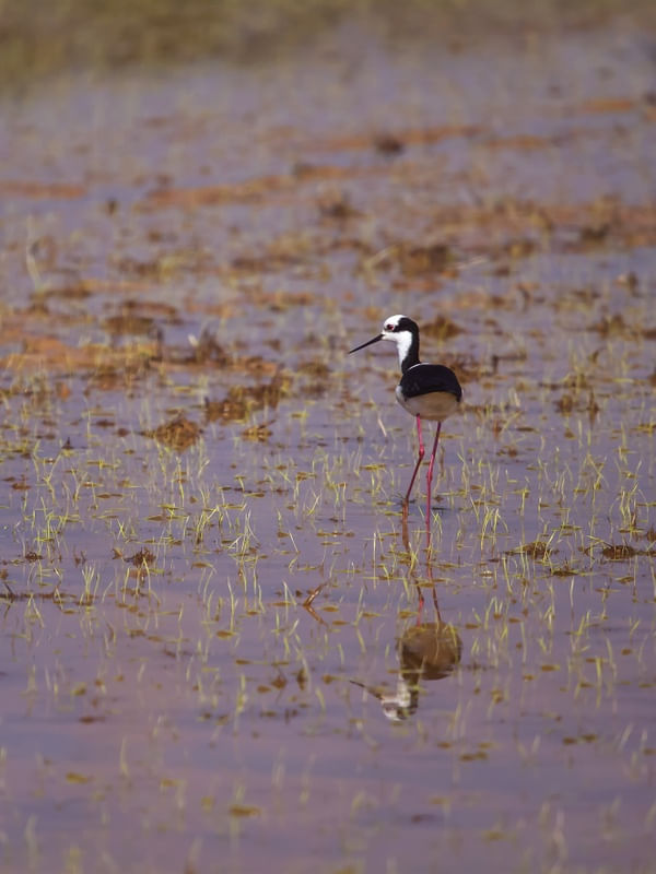 STILT