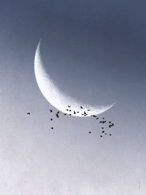 FÔLEGO N.010