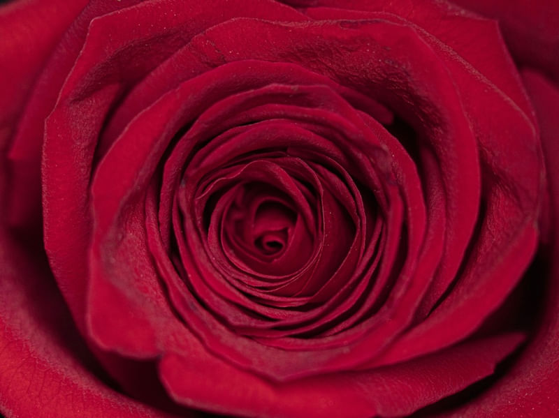 ROSA MACRO