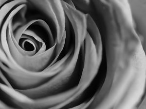 ROSA MACRO 2