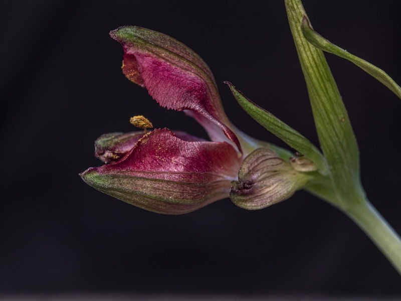 ASTROMELIA BOTAO COR