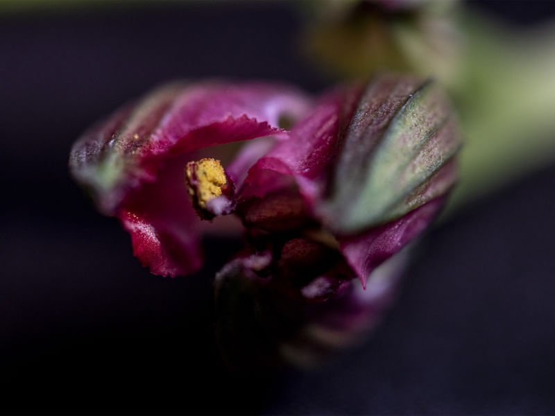 ASTROMELIA BOTAO