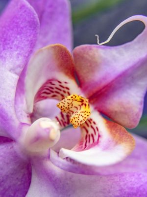 ORQUÍDEA CLOSE