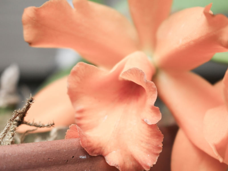 ORANGE FLLOWER