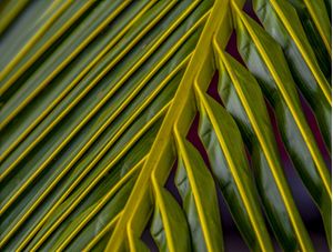 PLANTAS VERDES