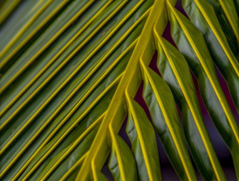 PLANTAS VERDES