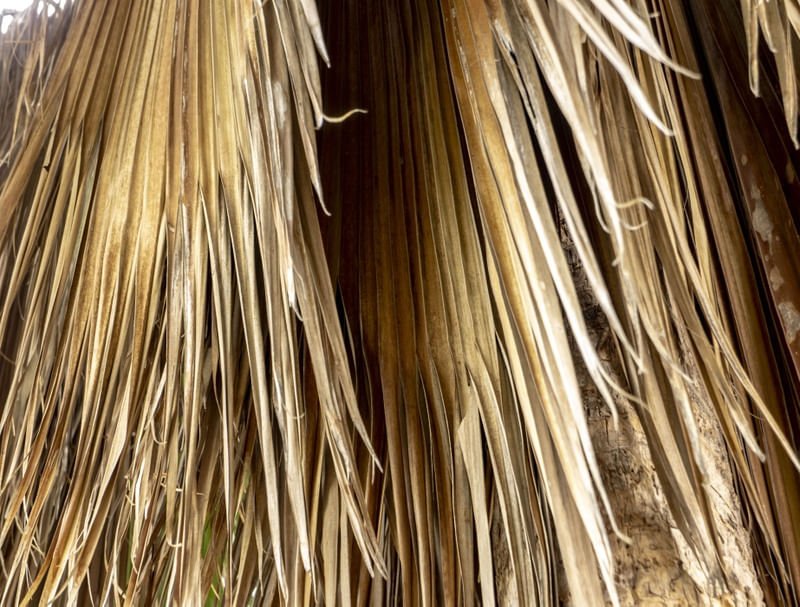 PALHAS SECAS