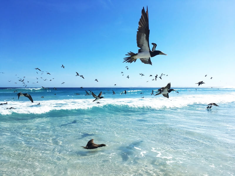 GAIVOTAS PRAIA GRANDE