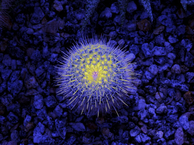CACTUS - 707-43