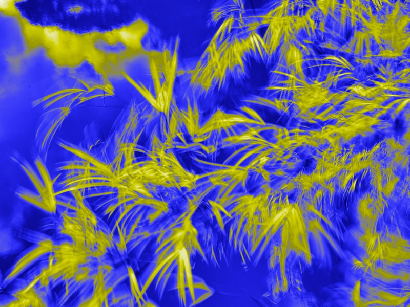 FOLHAS AO VENTO (LEAVES IN THE WIND)