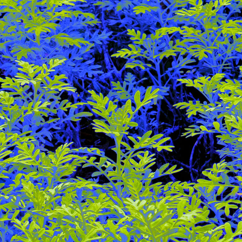 FOLHAS EM VERDE E AZUL 238Q (LEAVES IN GREEN AND BLUE 238Q)
