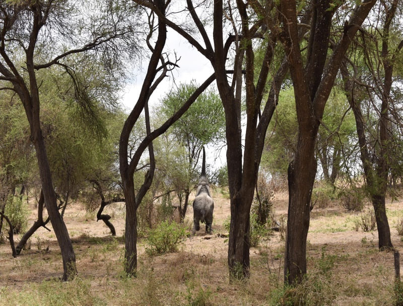 O ELEFANTE DE TARANGIRE