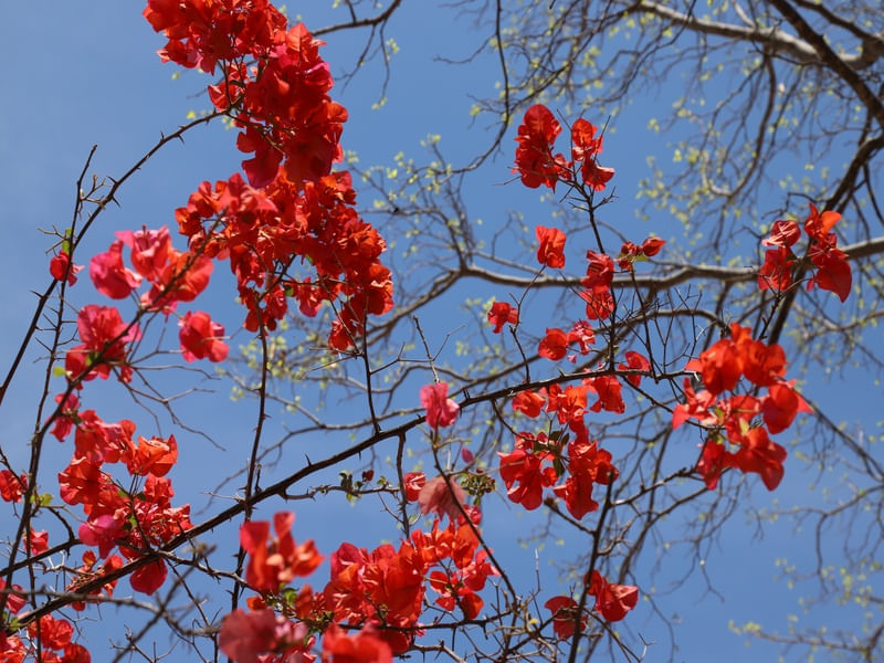 CORES DO RECIFE
