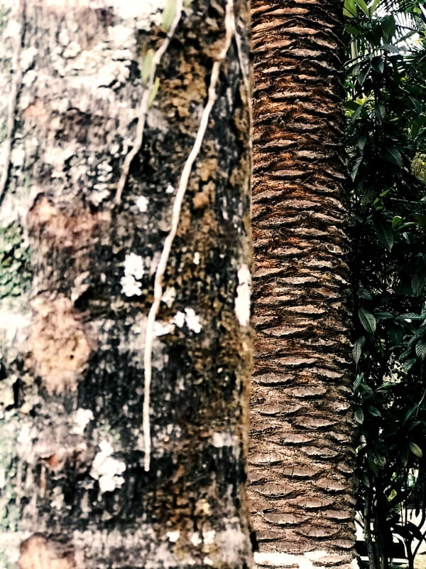 ÁRVORES E FOLHAS
