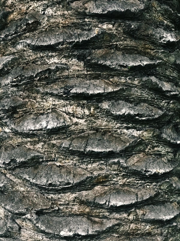 ÁRVORE SKIN