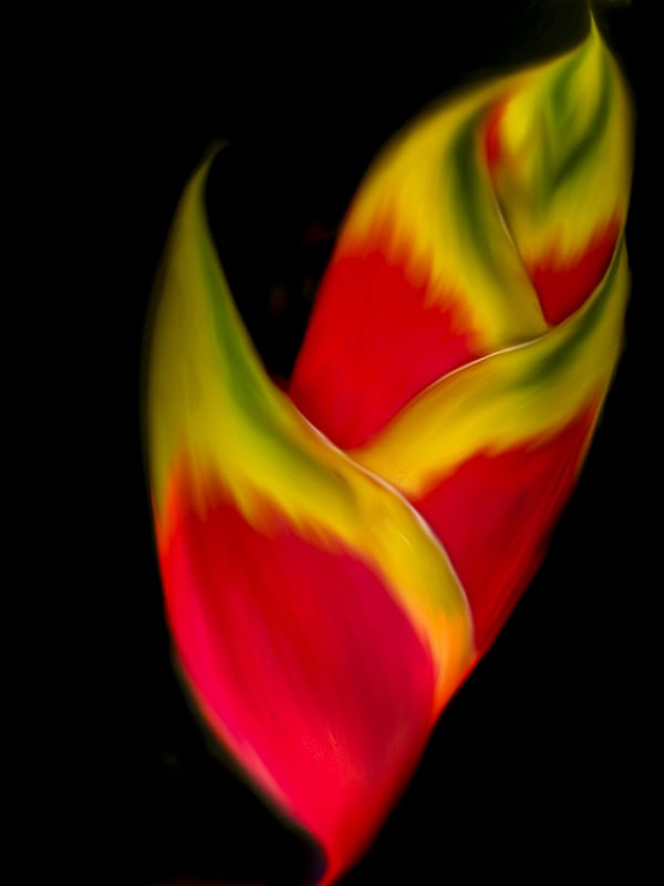 ABSTRATOS FLORAIS OU FLORAIS ABSTRATOS....1