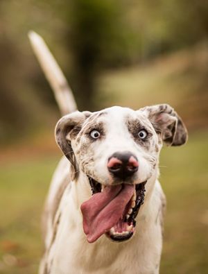 CACHORRO FELIZ E SORRINDO