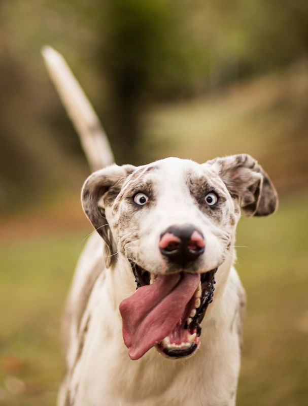CACHORRO FELIZ E SORRINDO