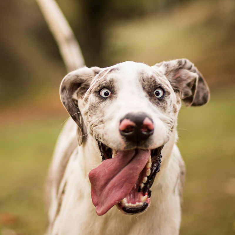 CACHORRO FELIZ E SORRINDO 2