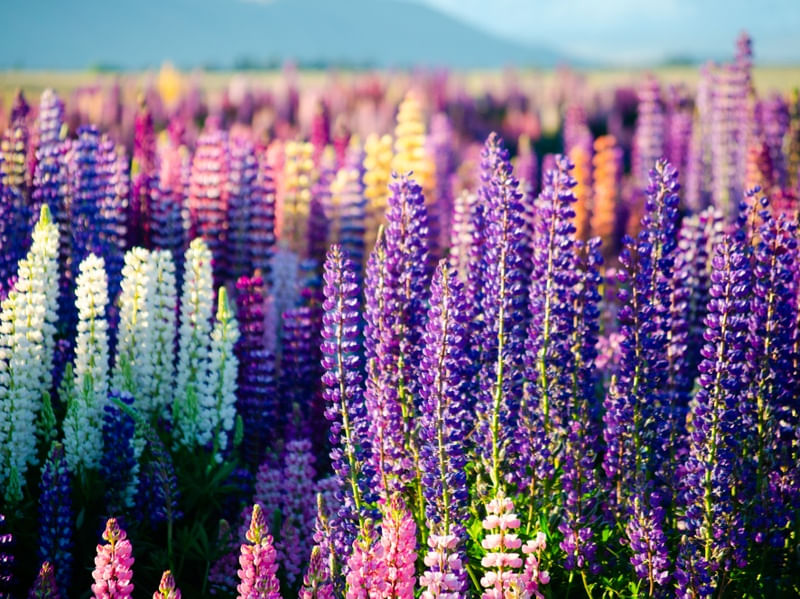 LUPINUS POLYPHYLLUS