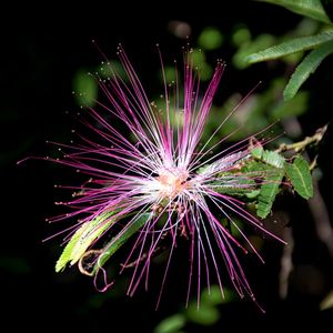 SIMPLICIDADE NA NATUREZA