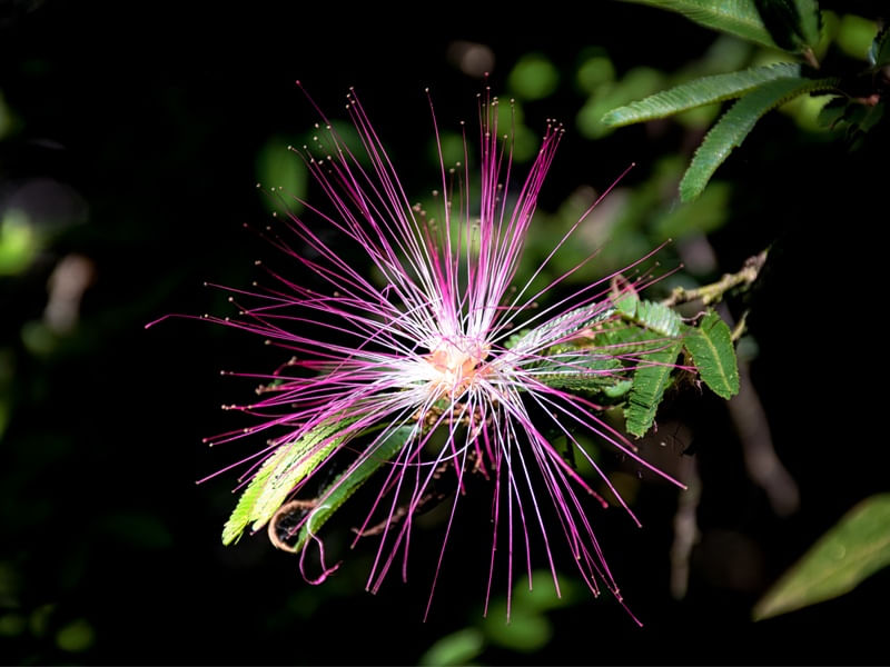 CALIANDRA ROSA