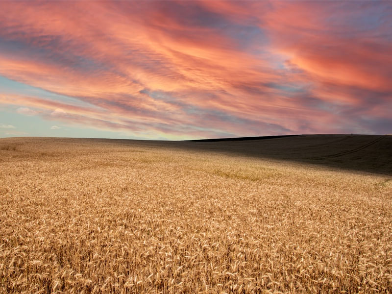 PLANTAÇÃO AO ENTARDECER