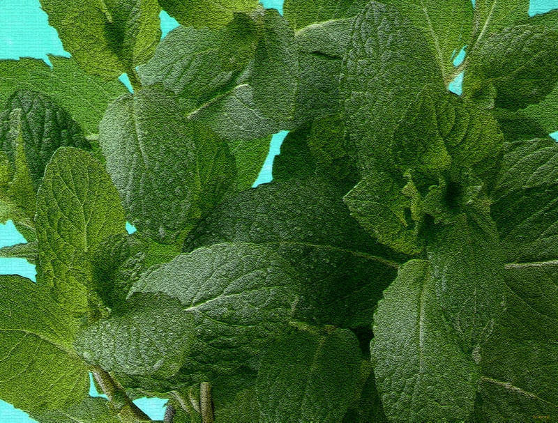 CLOROFILA