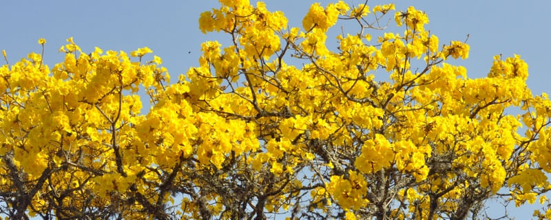 FLORES DO IPÊ 04