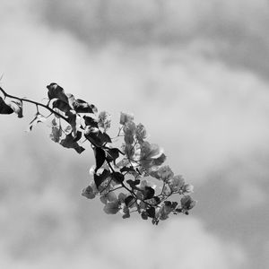 FLORES BW
