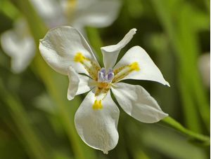 FLOR PEQUENINA
