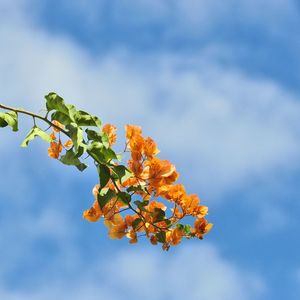 FLORES E CÉU