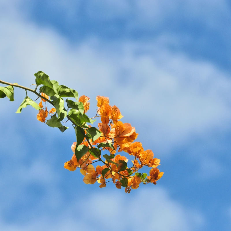 FLORES E CÉU