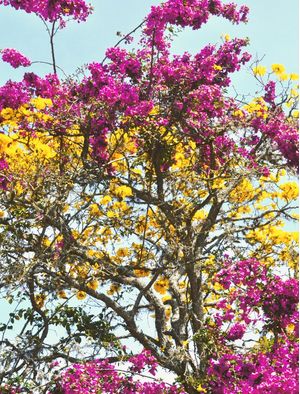 MISTURA DE CORES E FLORES